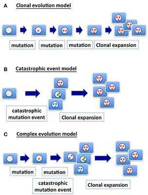 Defective Nuclear Lamina in Aneuploidy and Carcinogenesis